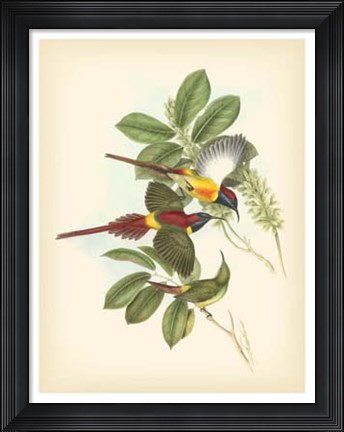 Framed Birds of the Tropics III Print