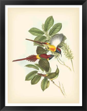Framed Birds of the Tropics III Print