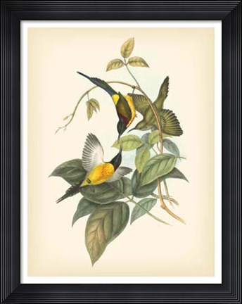Framed Birds of the Tropics IV Print