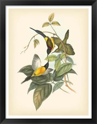 Framed Birds of the Tropics IV Print