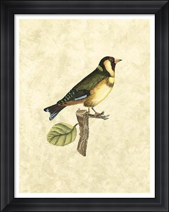 Framed Birds I Print