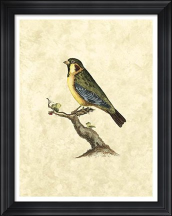 Framed Birds II Print