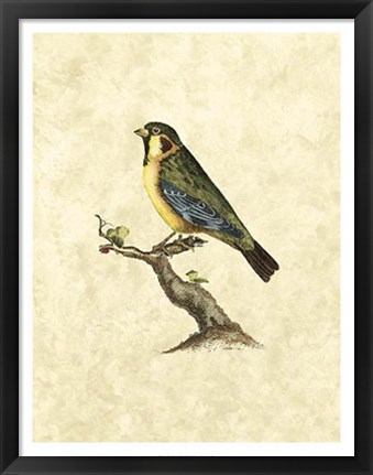 Framed Birds II Print
