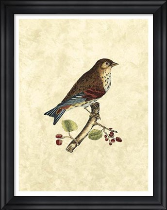 Framed Birds III Print