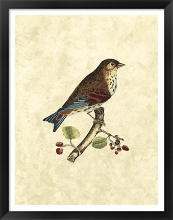 Framed Birds III Print