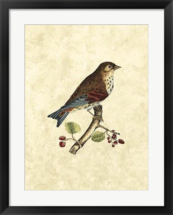 Framed Birds III Print