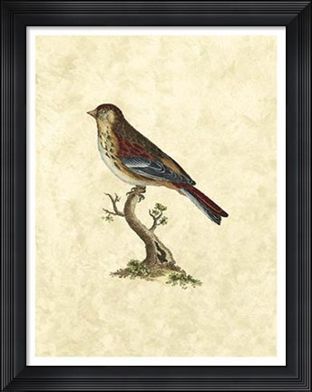 Framed Birds IV Print