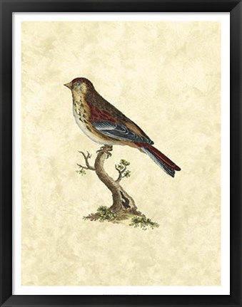 Framed Birds IV Print