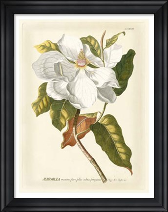 Framed Magnificent Magnolias I Print