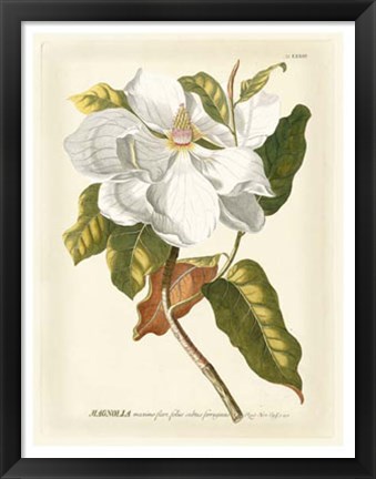 Framed Magnificent Magnolias I Print