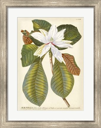 Framed Magnificent Magnolias II Print