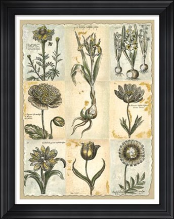 Framed Botanical Patchwork II Print