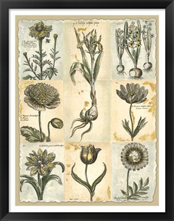 Framed Botanical Patchwork II Print