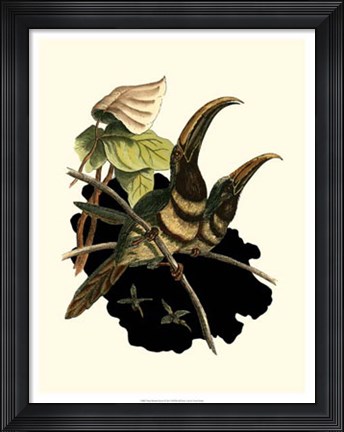 Framed Many Banded Aracari Print