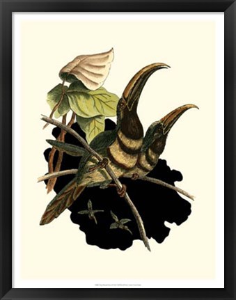 Framed Many Banded Aracari Print