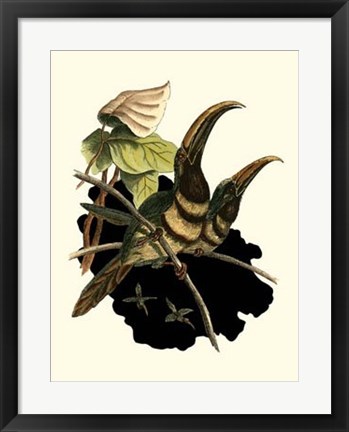 Framed Many Banded Aracari Print
