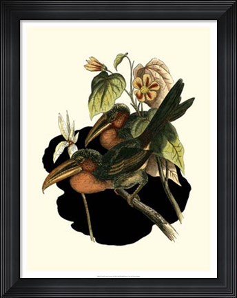 Framed Curl Crested Aracari Print