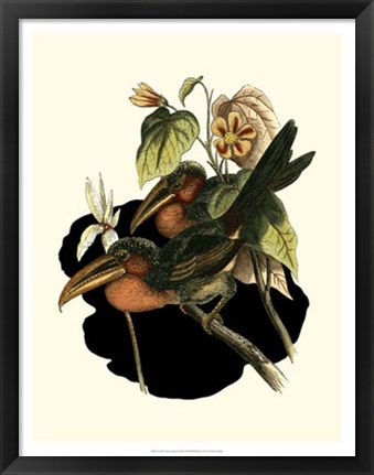 Framed Curl Crested Aracari Print