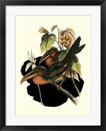 Framed Curl Crested Aracari Print