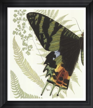 Framed Butterfly Symmetry I Print