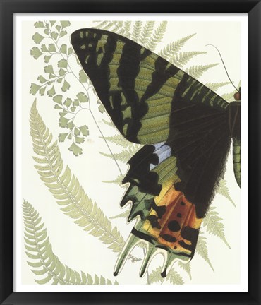 Framed Butterfly Symmetry I Print