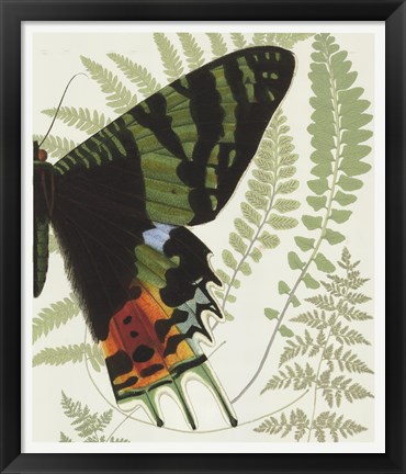 Framed Butterfly Symmetry II Print