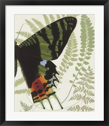 Framed Butterfly Symmetry II Print