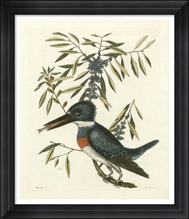 Framed Antique Kingfisher II Print