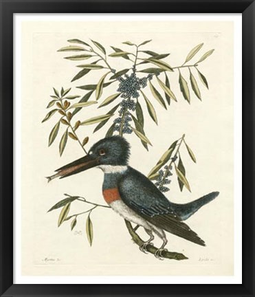 Framed Antique Kingfisher II Print