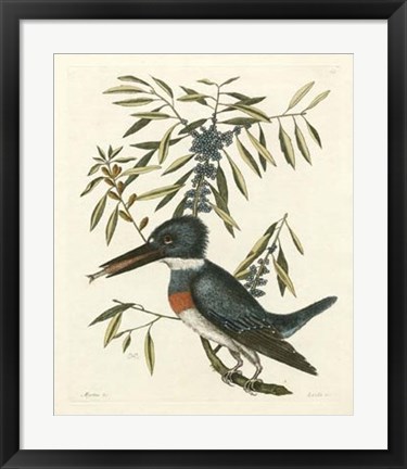 Framed Antique Kingfisher II Print