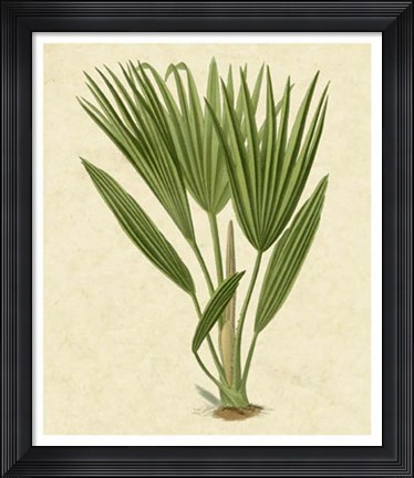 Framed Bourbon Palm Print