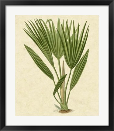 Framed Bourbon Palm Print