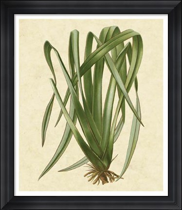 Framed New Zealand Flax Print