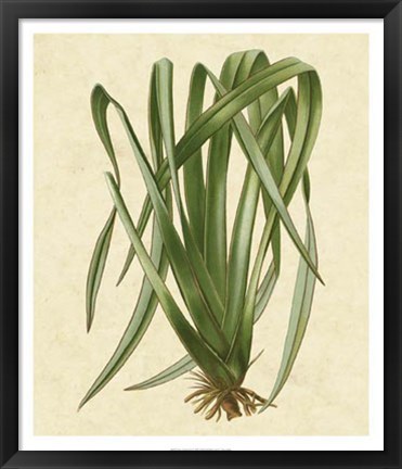 Framed New Zealand Flax Print