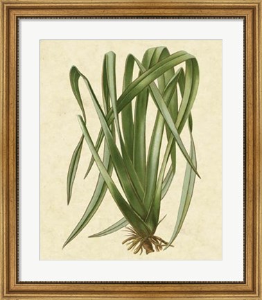 Framed New Zealand Flax Print