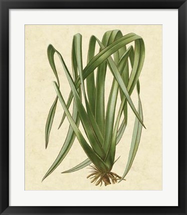 Framed New Zealand Flax Print