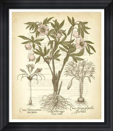 Framed Tinted Besler Botanical I Print