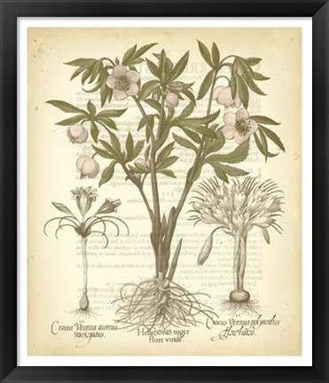 Framed Tinted Besler Botanical I Print