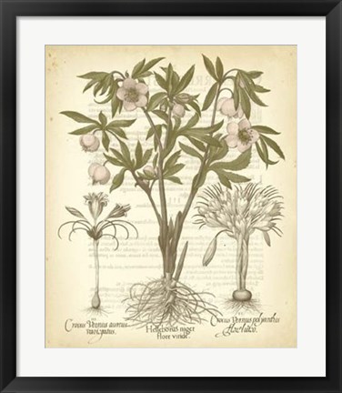 Framed Tinted Besler Botanical I Print