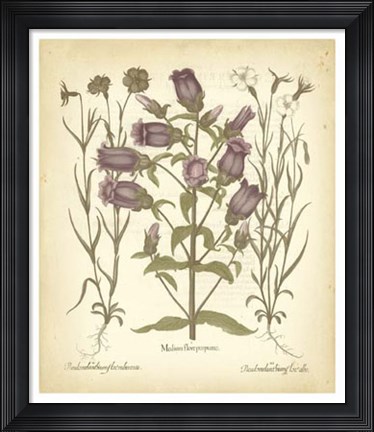 Framed Tinted Besler Botanical II Print