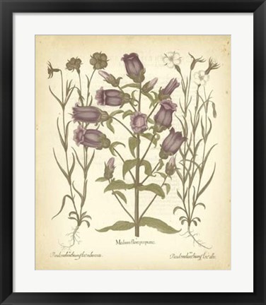 Framed Tinted Besler Botanical II Print