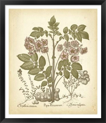 Framed Tinted Besler Botanical III Print