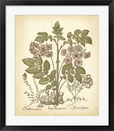 Framed Tinted Besler Botanical III Print