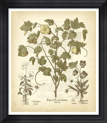 Framed Tinted Besler Botanical IV Print