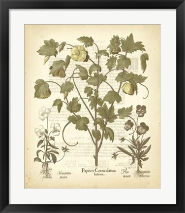 Framed Tinted Besler Botanical IV Print