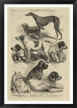 Framed International Dog Show I Print