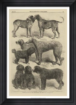 Framed International Dog Show II Print