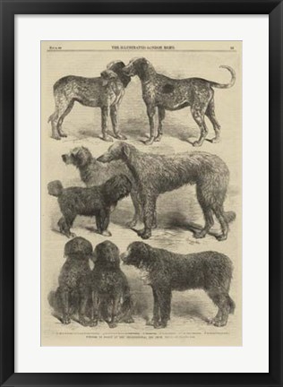 Framed International Dog Show II Print