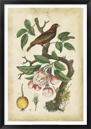 Framed Antique Bird in Nature I Print