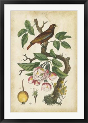 Framed Antique Bird in Nature I Print